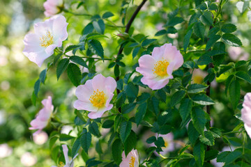 Close up of a dog rose, Rosa canina, with green leaves in summer - obrazy, fototapety, plakaty