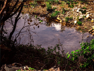 autumn in the forest