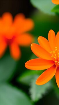 Orange Flower With Water Drops