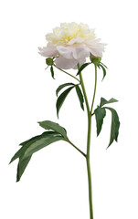 Fototapeta na wymiar stem with leaves and flower of a tree-shaped maroon peony, isolate for clipping on a white background