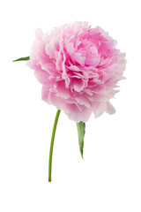 stem with leaves and flower of a tree-shaped maroon peony, isolate for clipping on a white background © Елена Челышева