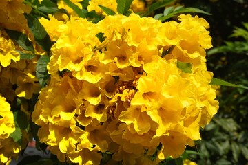 yellow flowers in the garden