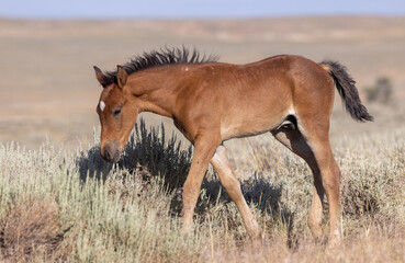 Cute Wild Horse Foal in the Wyoming Desert