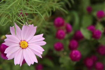 Obraz premium pink cosmos flower