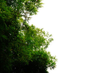 Green bamboo leaves, left edge white background blur or blurry (spot focus)