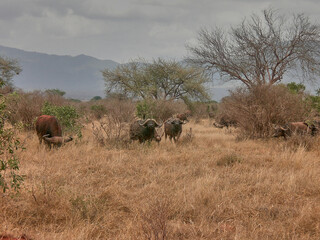 African buffalo in the grassland of Tsavo East in Kenya