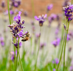 bee on lavender