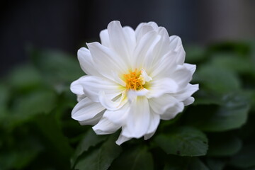 white dahlia flower