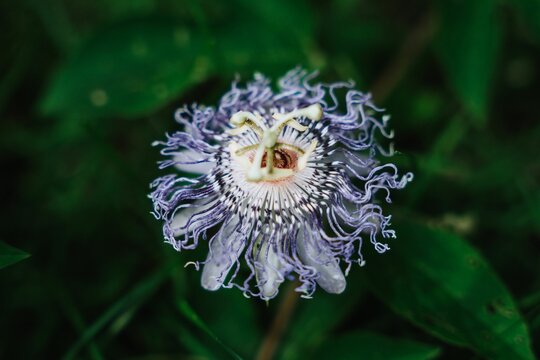 Selective Focus Shot Of The Purple Passionflower Plant