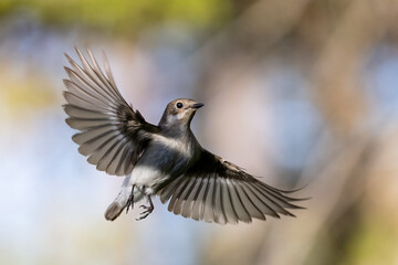 European pied flycatcher