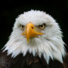 american bald eagle