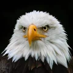 Fototapeten american bald eagle © Heiko
