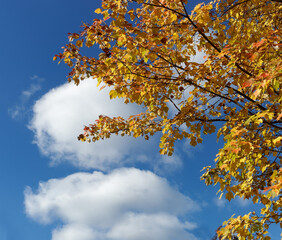 Golden fall tree against blue sky with white puffy clouds.