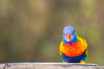 Colorful parrots