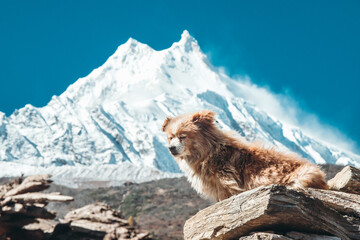 A relaxed dog basking in the sun below MT. Manaslu in Samagaun Village in Nepal