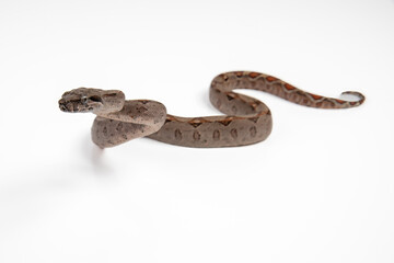 Boa imperator or boa constrictor imperator, snake reptile on white background