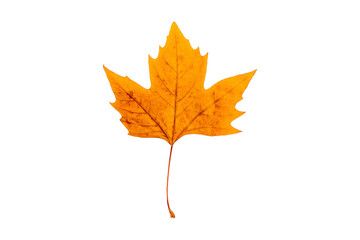 autumn leaves isolated on white background