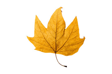 autumn leaves isolated on white background