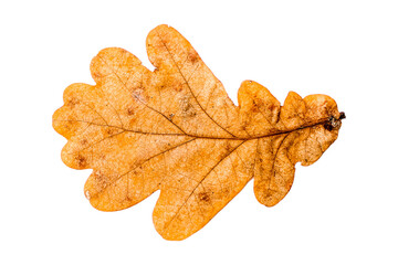 autumn leaves isolated on white background