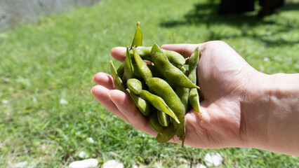 Naklejka na ściany i meble holding a pile of edamame beans on hands, harvested by farmers in tropical countries
