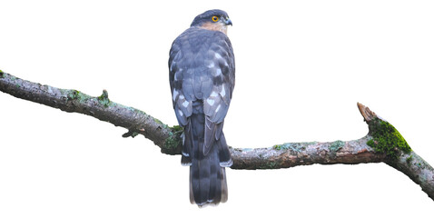Male of Eurasian Sparrowhawk (Accipiter nisus), PNG, isolated on white transparent