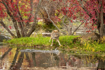 Coyote near water