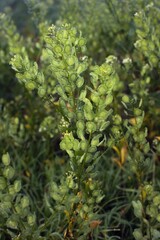 Wildflowers. Field Penny-cress (Thlaspi arvense) in morning dew. Vintage floral dark background