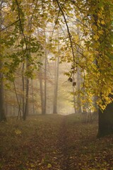 A view of the autumn forest in the fog, a beautiful dreamy scene