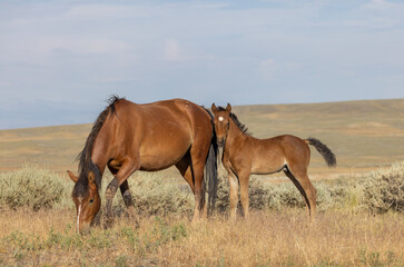 Wild Horse Mare and Foal in Wummer in the Wyoming Desert