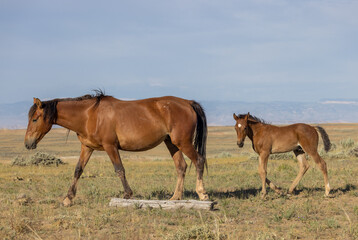 Obraz na płótnie Canvas Wild Horse Mare and Foal in Wummer in the Wyoming Desert