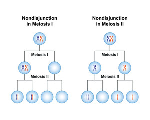 Scientific Designing of Meiosis Nondisjunction. Colorful Symbols. Vector Illustration.