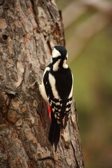 Lesser spotted woodpecker (Dryobates minor) on a tree