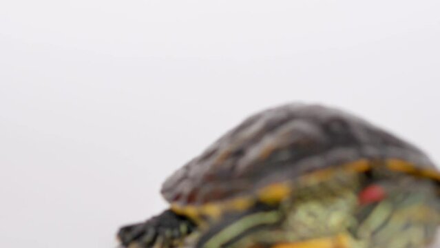 The red-eared turtle was hiding in its shell, turns its head into the frame, pulls out its legs and crawls away. Selective focus.