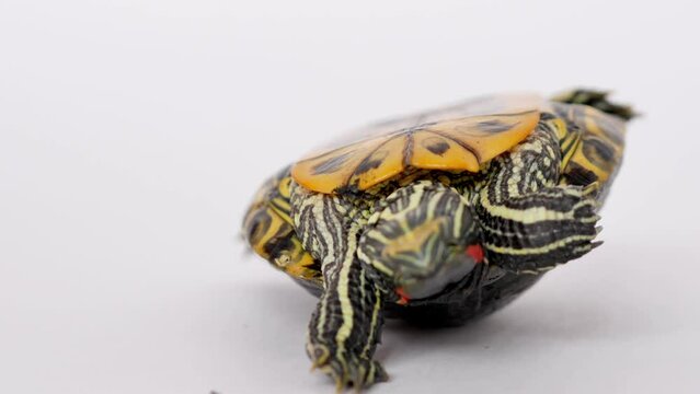A red-eared turtle on a white background lies on its shell with its paws up, tries to turn over, stretches its paws and claws, clings to the surface, selective focus.