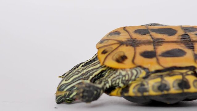 The red-eared turtle lies on the shell with its paws up, belly up on a white background, tries to turn over, stretches its paws, clings with its claws, turns over and crawls away. Selective focus.