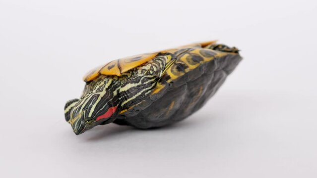 A red-eared turtle lies on its shell with its paws up, belly up on a white background, eyes open, breathing.