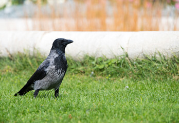 Closeup raven park concept urban environment pest