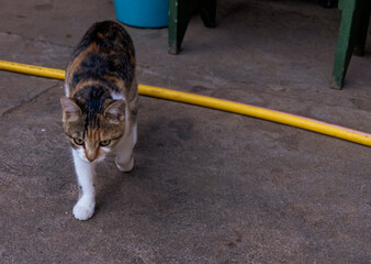 Cute cat close-up. Portrait of a pet
