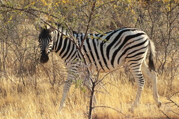 Fototapeta na wymiar Zebra among the trees