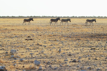 Zebras looking for waterhole