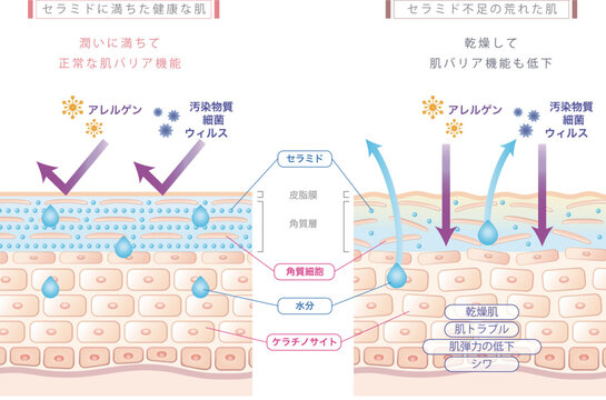 肌とセラミドの図、ベクターイラスト、テキストは別レイヤー