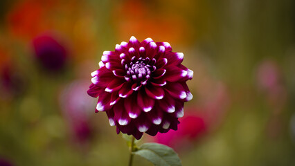 Purple flower decorative dahlia "Rothesay Reveller"