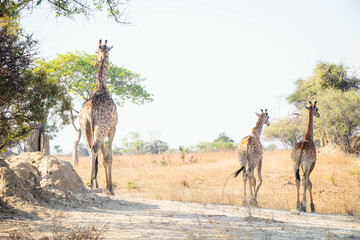 Wildlife of Zambia Africa in Chaminuka National Park
