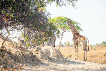 Fototapeta na wymiar Wildlife of Zambia Africa in Chaminuka National Park