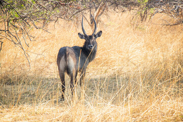 Naklejka na ściany i meble Wildlife of Zambia Africa in Chaminuka National Park