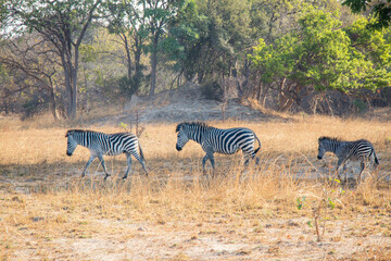 Fototapeta na wymiar Zebra Wildlife of Zambia Africa in Chaminuka National Park