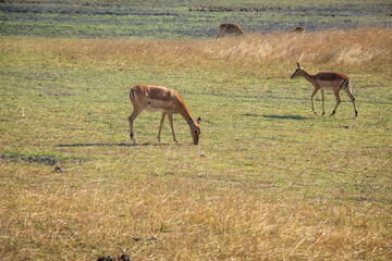 Naklejka na ściany i meble Deer Wildlife of Zambia Africa in Chaminuka National Park