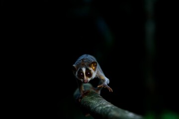 Closeup of lemur loris crawling on a big branch in the night on dark blurry background