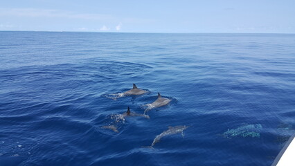 Obraz premium Dolphins in Maldives