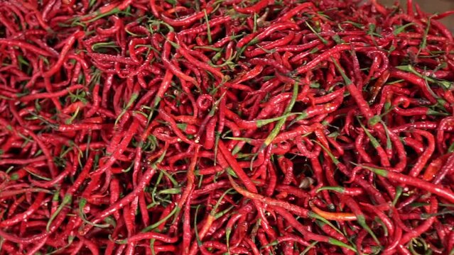 Cabe or cabai merah keriting (red curly chili) is one of the most wanted chili varieties in Indonesia.